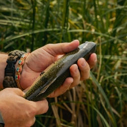 Catch-and-Release