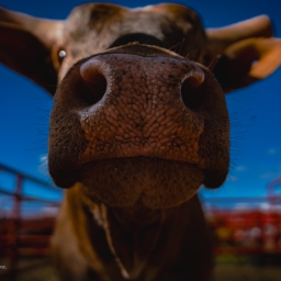 Close-Up-Cow