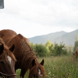 Horse-Grazing
