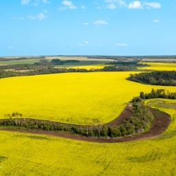 Yellow-canola-field